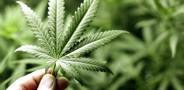Bild zu Cannabis-Legalisierung - Werden Minderjährige zum Konsum verleitet?